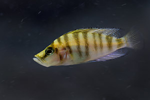 Altolamprologus compressiceps