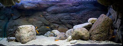 Tanganyika-akvarium