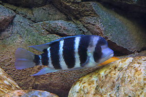 Frontosa