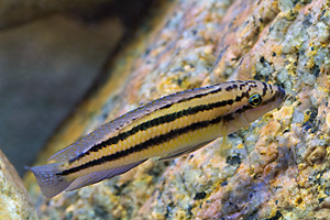 Julidochromis ornatus