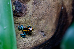 Liten Ranitomeya ventrimaculata red