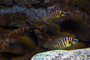 Altolamprologus compressiceps