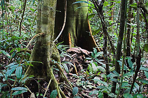 Habitat för Ranitomeya ventrimaculata red