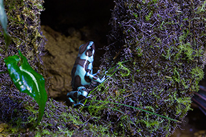 Dendrobates auratus