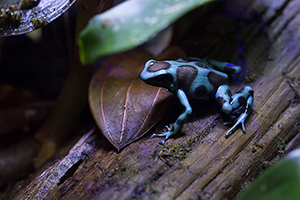 Dendrobates auratus