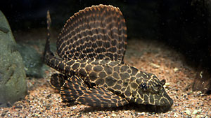 Röd leopardpleco