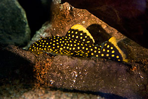 L081 - Golden nugget pleco