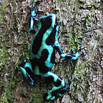 Dendrobates azureus