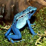 Dendrobates azureus