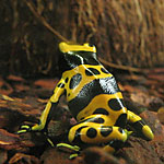 Dendrobates leucomelas