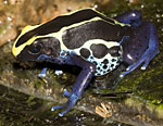 Dendrobates tinctorius