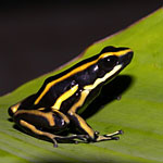 Dendrobates truncatus