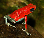 Oophaga granulifera