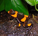 Oophaga lehmanni