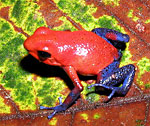 Oophaga pumilio