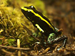 Phyllobates aurotaenia