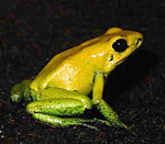 Phyllobates bicolor