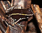 Phyllobates lugubris