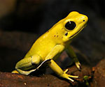 Phyllobates terribilis