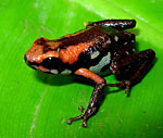 dartfrog