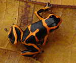 Ranitomeya summersi