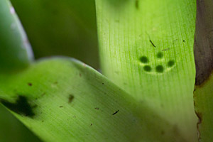 Ägg på ett Bromeliablad