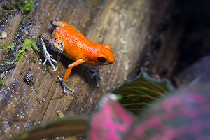 Oophaga pumilio