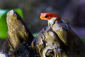 Oophaga pumilio