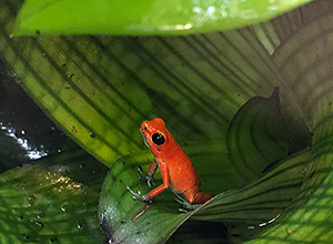 Oophaga pumilio