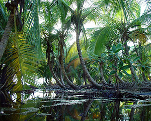 Miljö från Punta Vieja nära Salt Creek på ön Isla Bastimentos i Panama
